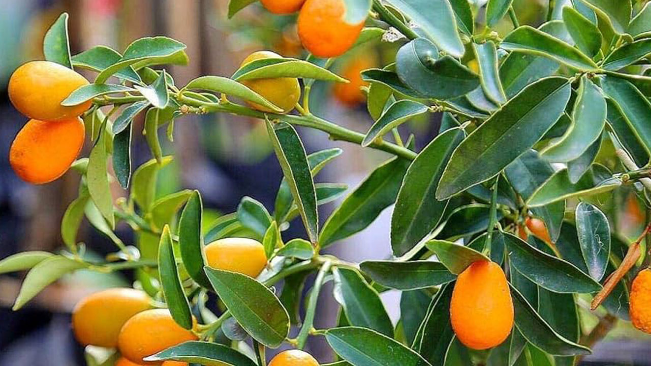 Foto - Evin havasını değiştiriyorlar: Uzmanlara göre en güzel kokan 15 bitki