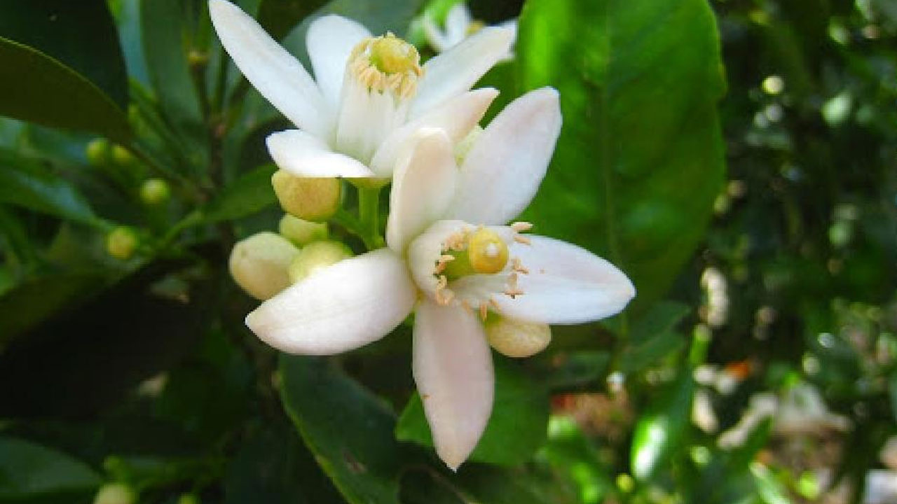 Foto - Evin havasını değiştiriyorlar: Uzmanlara göre en güzel kokan 15 bitki