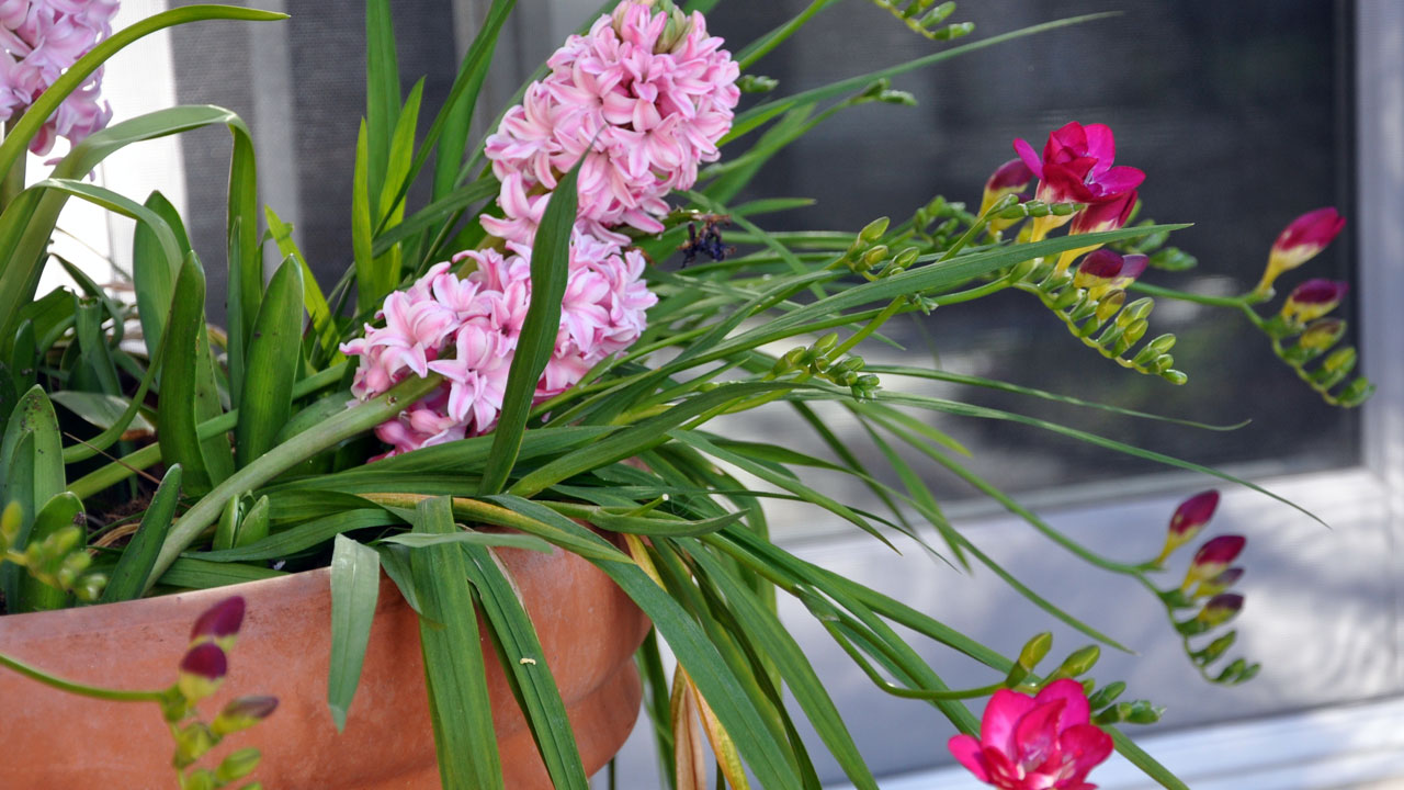 Foto - Evin havasını değiştiriyorlar: Uzmanlara göre en güzel kokan 15 bitki