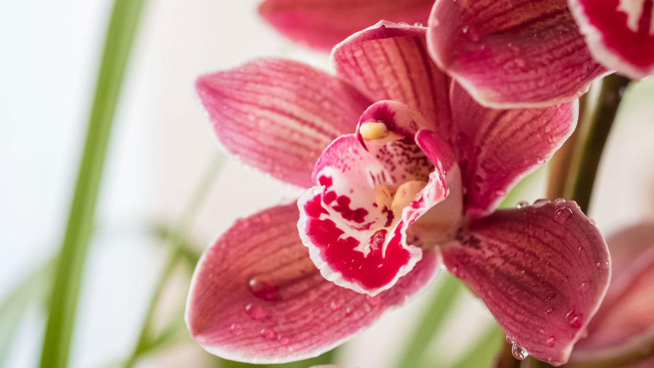 Foto - Evin havasını değiştiriyorlar: Uzmanlara göre en güzel kokan 15 bitki