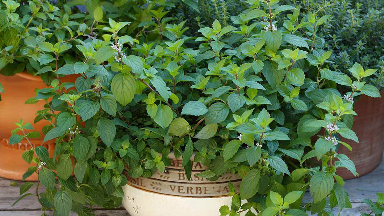 Foto - Evin havasını değiştiriyorlar: Uzmanlara göre en güzel kokan 15 bitki