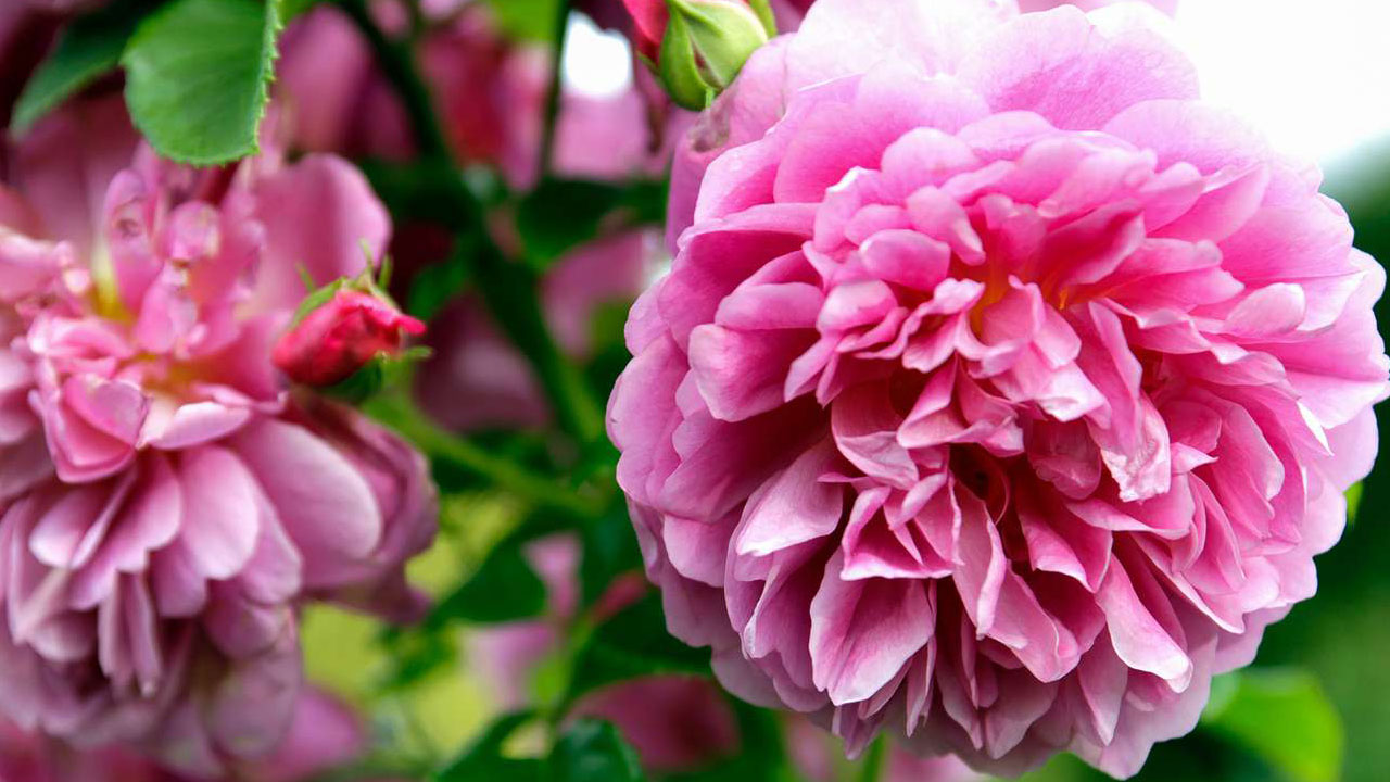 Evin havasını değiştiriyorlar: Uzmanlara göre en güzel kokan 15 bitki