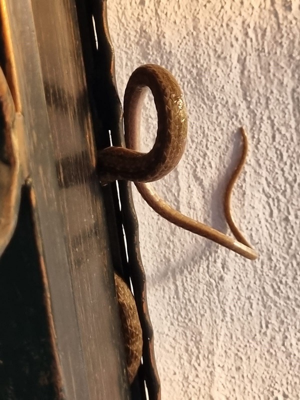 Foto - Evin içinde panik anları! Neye uğradığını şaşırdı