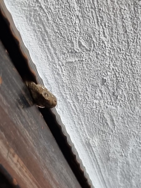 Foto - Evin içinde panik anları! Neye uğradığını şaşırdı