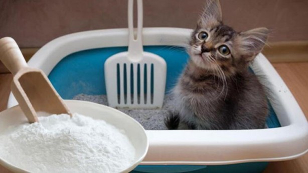 Foto - Evinde kötü koku alanlar dikkat! Elinize bir bardak alıp…