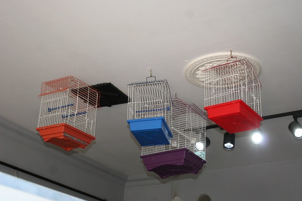 Foto - Evinde muhabbet kuşu olanlar dikkat! 