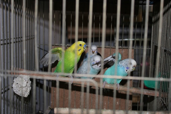 Foto - Evinde muhabbet kuşu olanlar dikkat! 