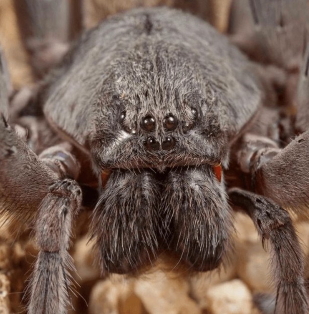 Foto - Evinden çıkan adam hayatının şokunu yaşadı