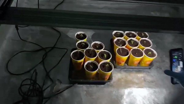 Foto - Evine sera kurup kenevir yetiştirdi! Şüpheliden akılalmaz savunma