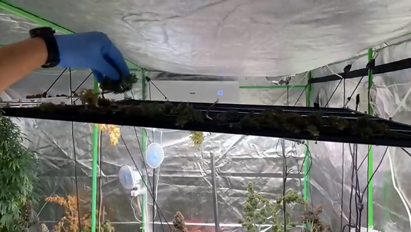 Foto - Evine sera kurup kenevir yetiştirdi! Şüpheliden akılalmaz savunma