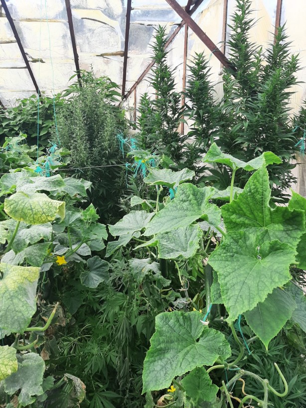 Foto - Evini kenevir tarlasına çeviren adam yakalandı!