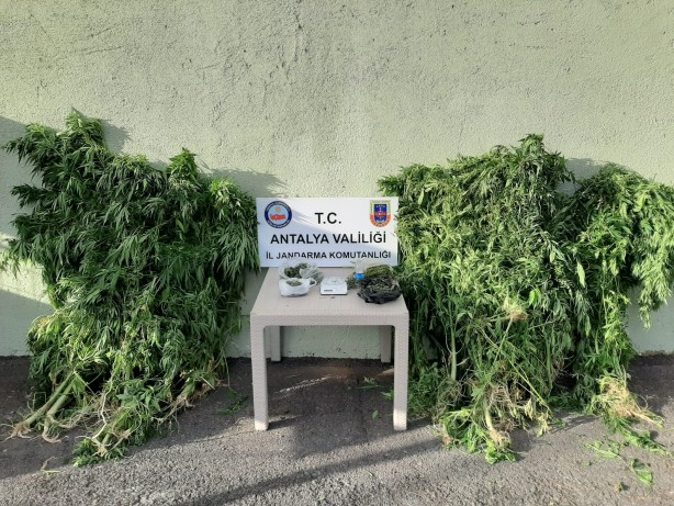 Evini kenevir tarlasına çeviren adam yakalandı!