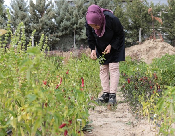 Foto - Evinin bahçesinde "ata tohumu" yetiştirdi! Kooperatif kurdu