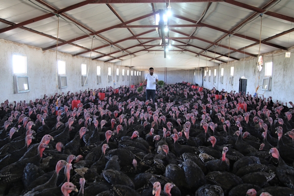 Foto - Evinin bahçesinde hobi olarak başladı... Şimdi gelen siparişlere yetişemiyor