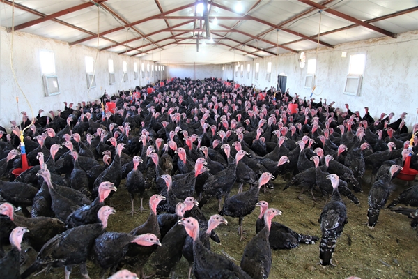 Foto - Evinin bahçesinde hobi olarak başladı... Şimdi gelen siparişlere yetişemiyor