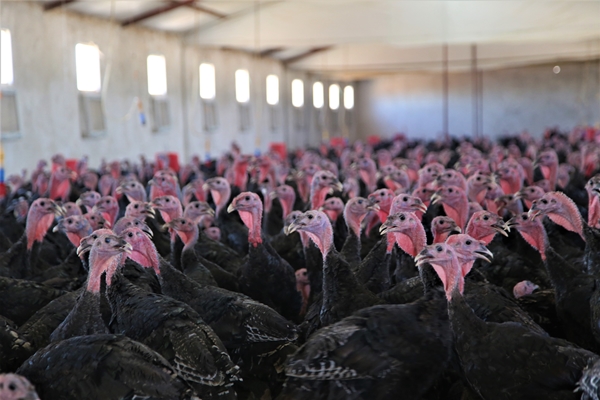 Foto - Evinin bahçesinde hobi olarak başladı... Şimdi gelen siparişlere yetişemiyor