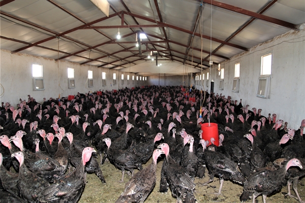 Evinin bahçesinde hobi olarak başladı... Şimdi gelen siparişlere yetişemiyor