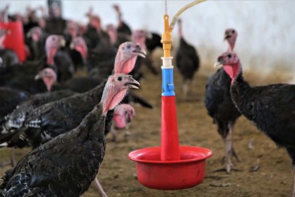 Foto - Evinin bahçesinde hobi olarak başladı... Şimdi gelen siparişlere yetişemiyor