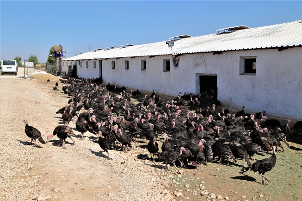 Foto - Evinin bahçesinde hobi olarak başladı... Şimdi gelen siparişlere yetişemiyor
