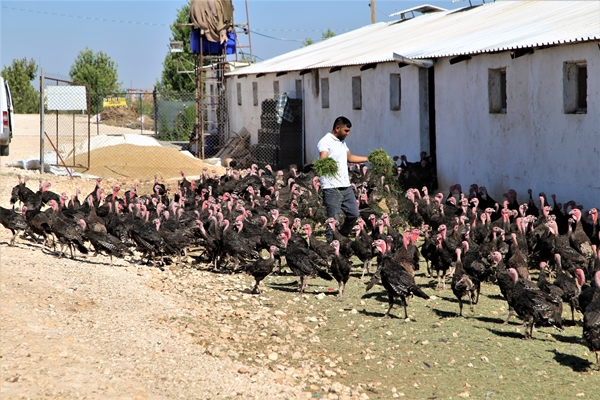Foto - Evinin bahçesinde hobi olarak başladı... Şimdi gelen siparişlere yetişemiyor