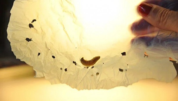 Foto - Evinin bahçesinde tesadüfen buldu! Tarihi keşif