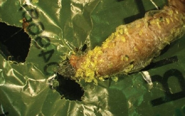 Foto - Evinin bahçesinde tesadüfen buldu! Tarihi keşif