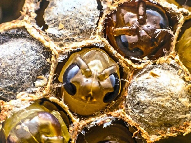 Evinin bahçesinde tesadüfen buldu! Tarihi keşif