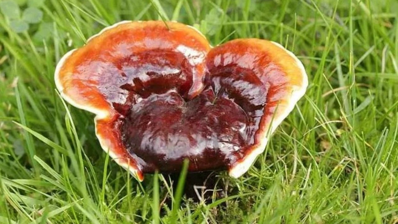 Foto - Evinin balkonunda üretti: Kilosunu 15 bin TL'den satıyor!