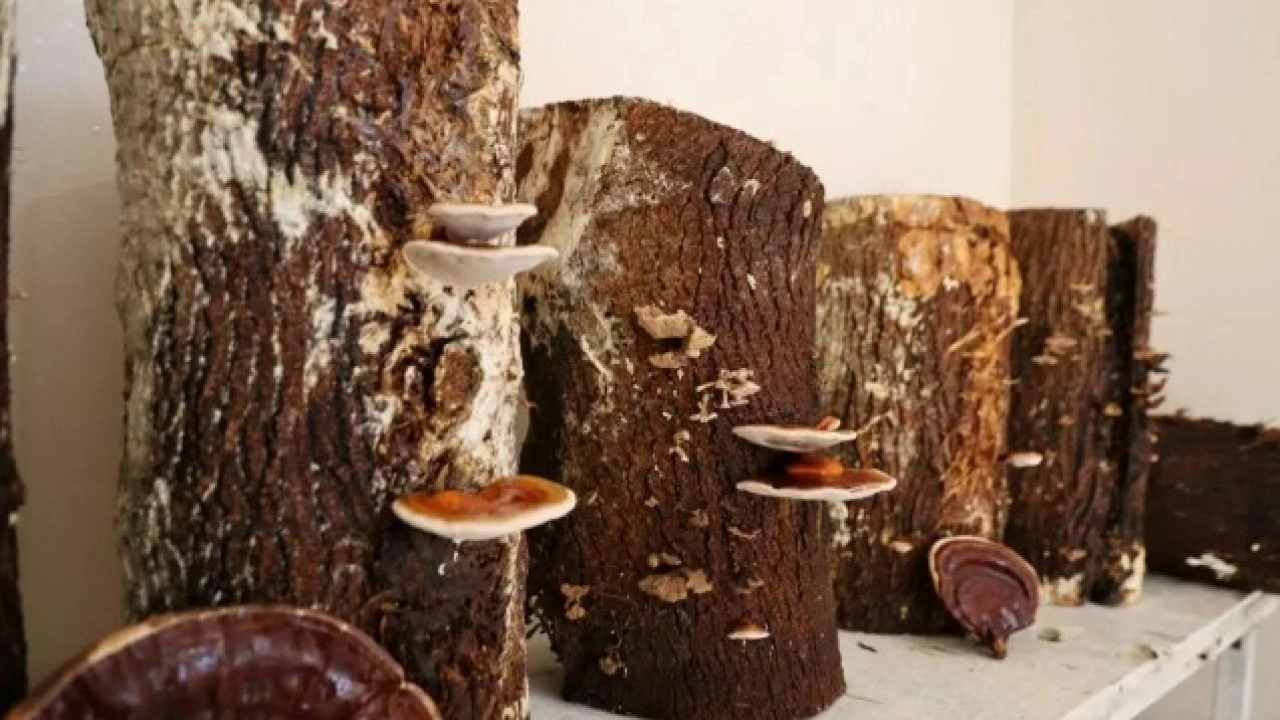 Foto - Evinin balkonunda üretti: Kilosunu 15 bin TL'den satıyor!