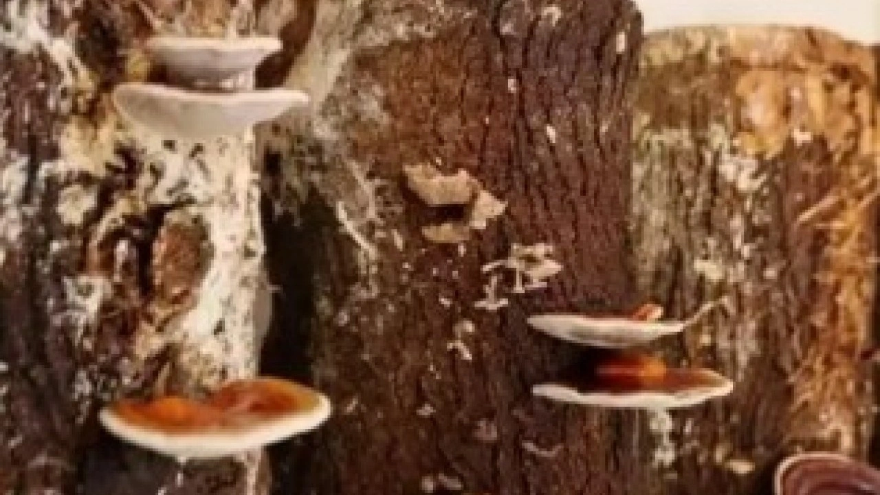 Foto - Evinin balkonunda üretti: Kilosunu 15 bin TL'den satıyor!