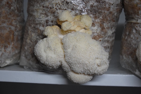 Foto - Evinin bodrumunda yetiştiriyor! Kilosu 2 bin TL'ye satılıyor