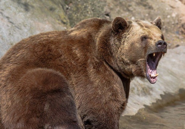 Foto - Evinin önünde ayı saldırdı: Bacaklarımdan tutup yere düşürdü