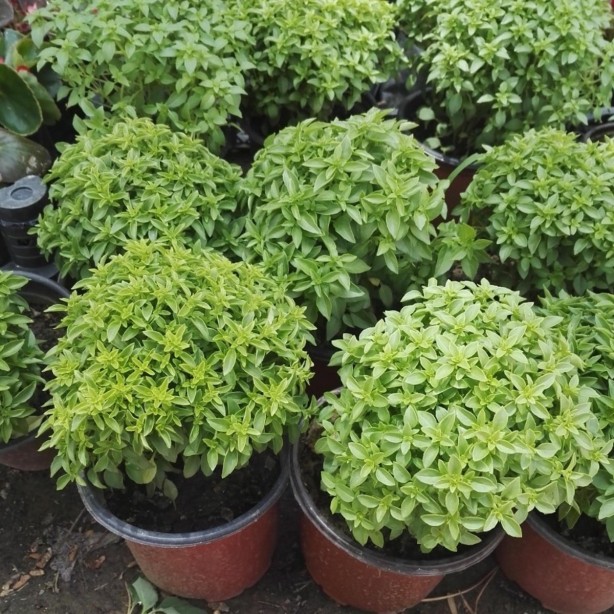 Foto - Evinizde fesleğen bulundurmak için 8 mükemmel neden