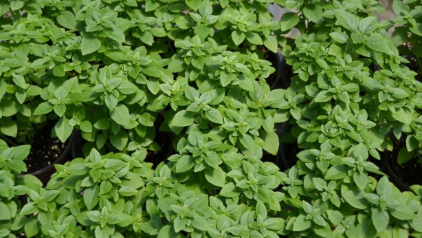 Foto - Evinizde fesleğen bulundurmak için 8 mükemmel neden