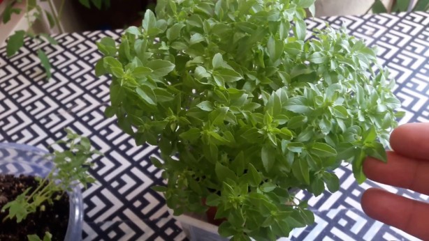 Foto - Evinizde fesleğen bulundurmak için 8 mükemmel neden