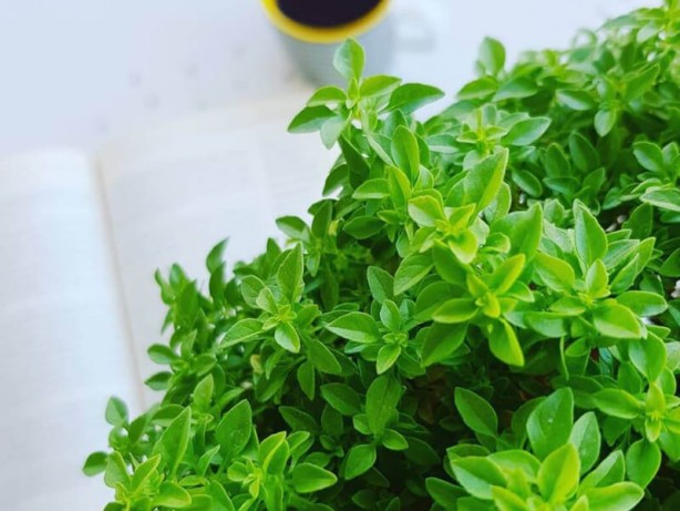 Foto - Evinizde fesleğen bulundurmak için 8 mükemmel neden