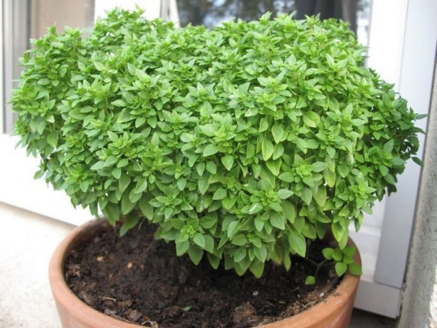 Foto - Evinizde fesleğen bulundurmak için 8 mükemmel neden