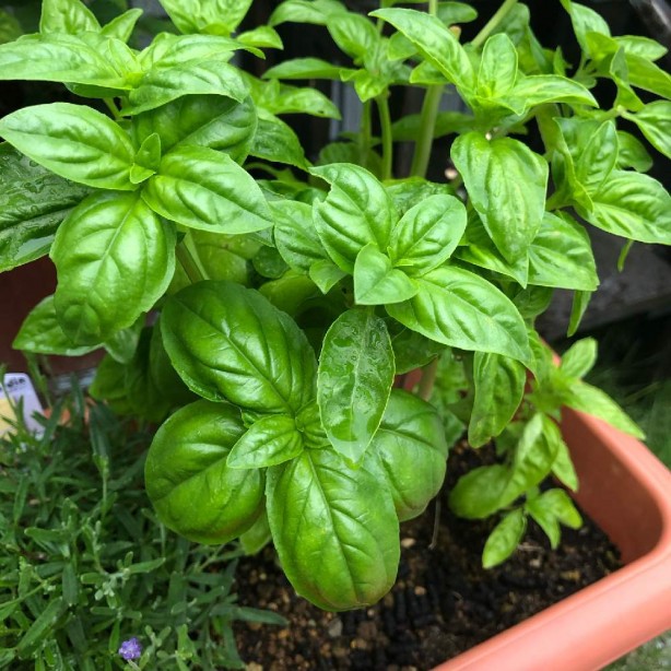 Foto - Evinizde fesleğen bulundurmak için 8 mükemmel neden