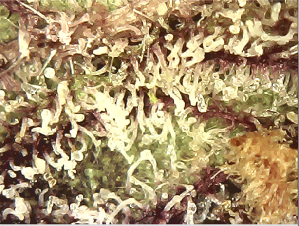 Foto - Evinizde gizli altın madeni olabilir