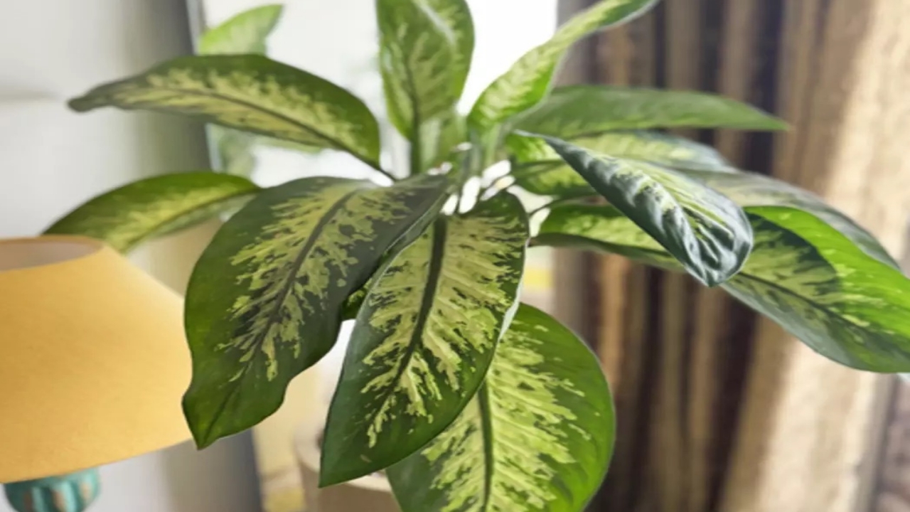 Foto - Evinizde varsa, koşa koşa çöpe atın! Yüzü uyuştu, konuşamaz oldu, ağzından şakır şakır salyalar akmaya başladı