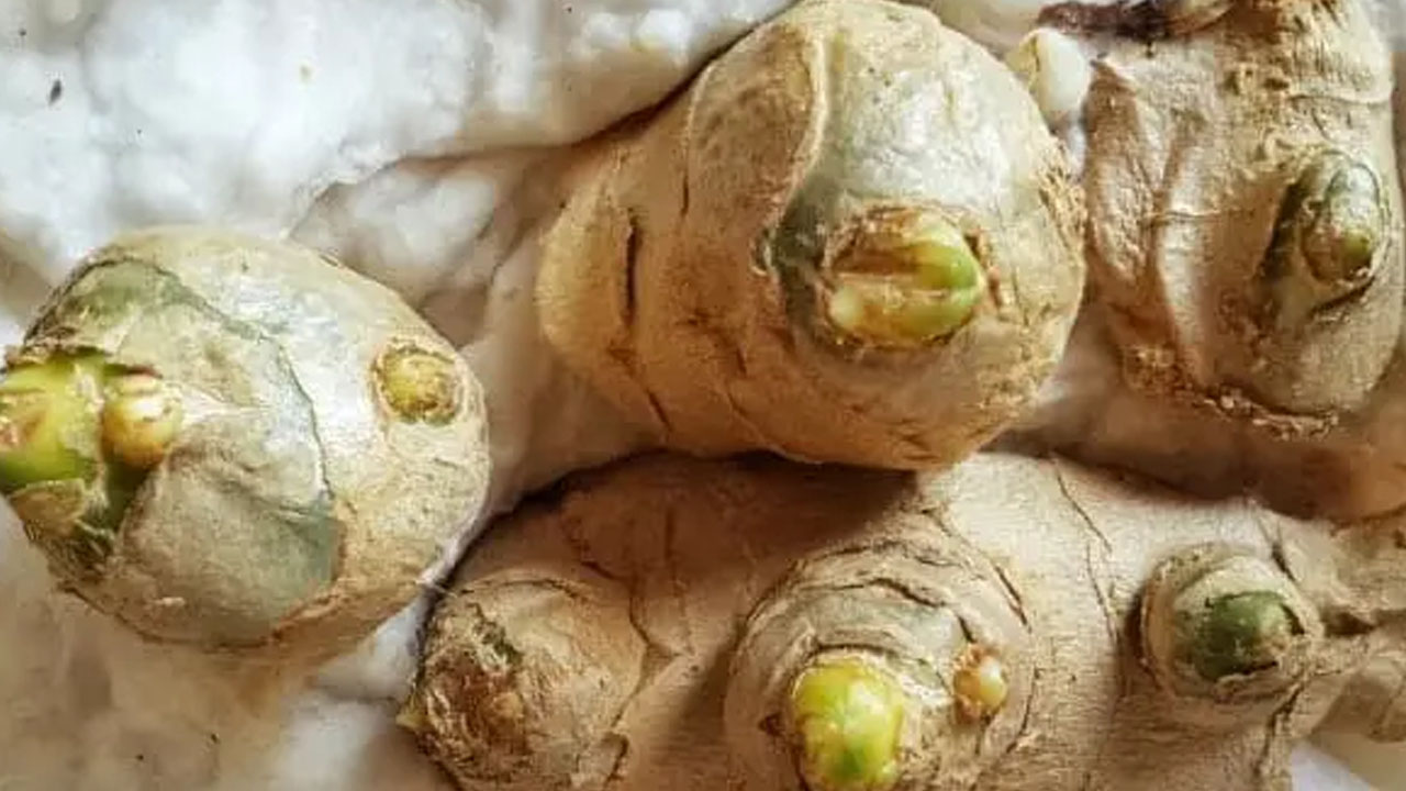 Foto - Evinizde zencefil yetiştirmek ister misiniz? Çok ama çok basit! Şifa deposu