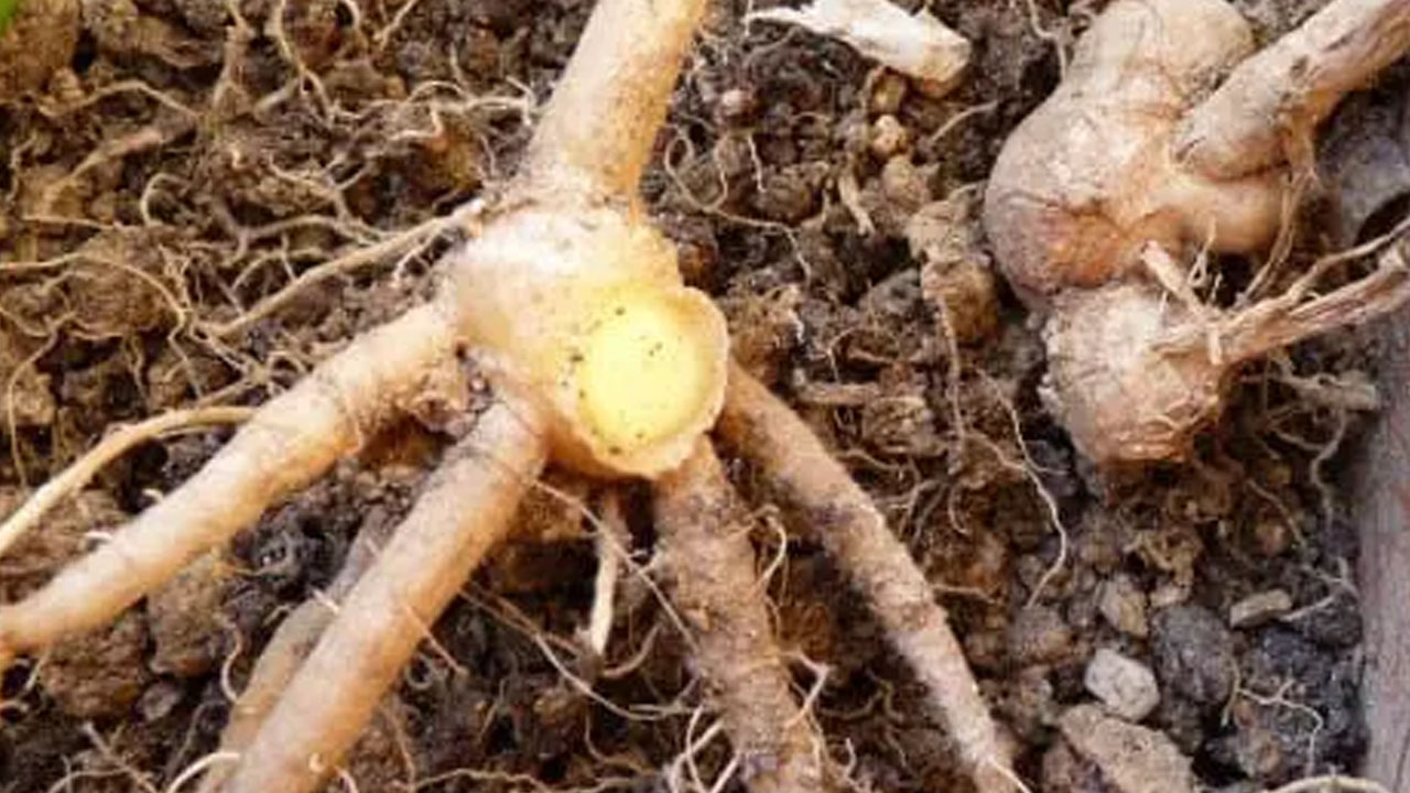 Foto - Evinizde zencefil yetiştirmek ister misiniz? Çok ama çok basit! Şifa deposu