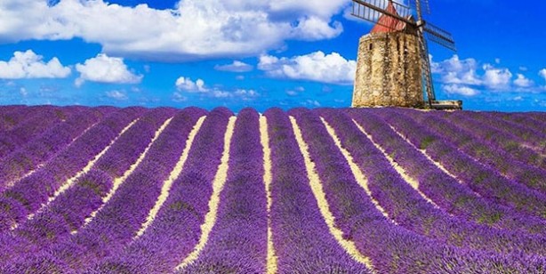 Foto - Evinize ve ofisinize pozitif enerji çeken 7 bitki 