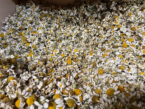 Foto - Evlerden eksik etmeyin! Bu çayı içen hasta olmuyor