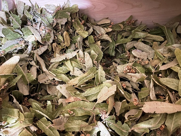 Foto - Evlerden eksik etmeyin! Bu çayı içen hasta olmuyor