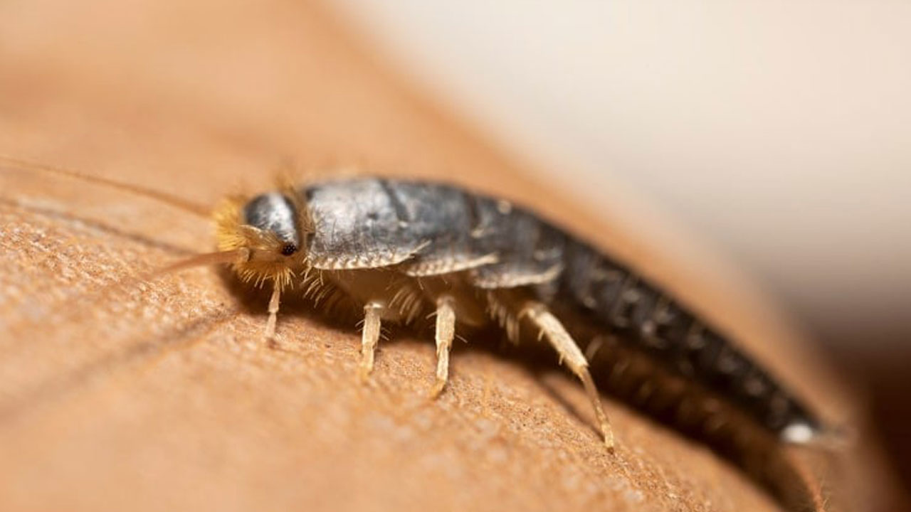 Foto - Evlerin gizli misafirleri... Geceleri ortaya çıkan gümüş böceklerinden kurtulmanın yolları