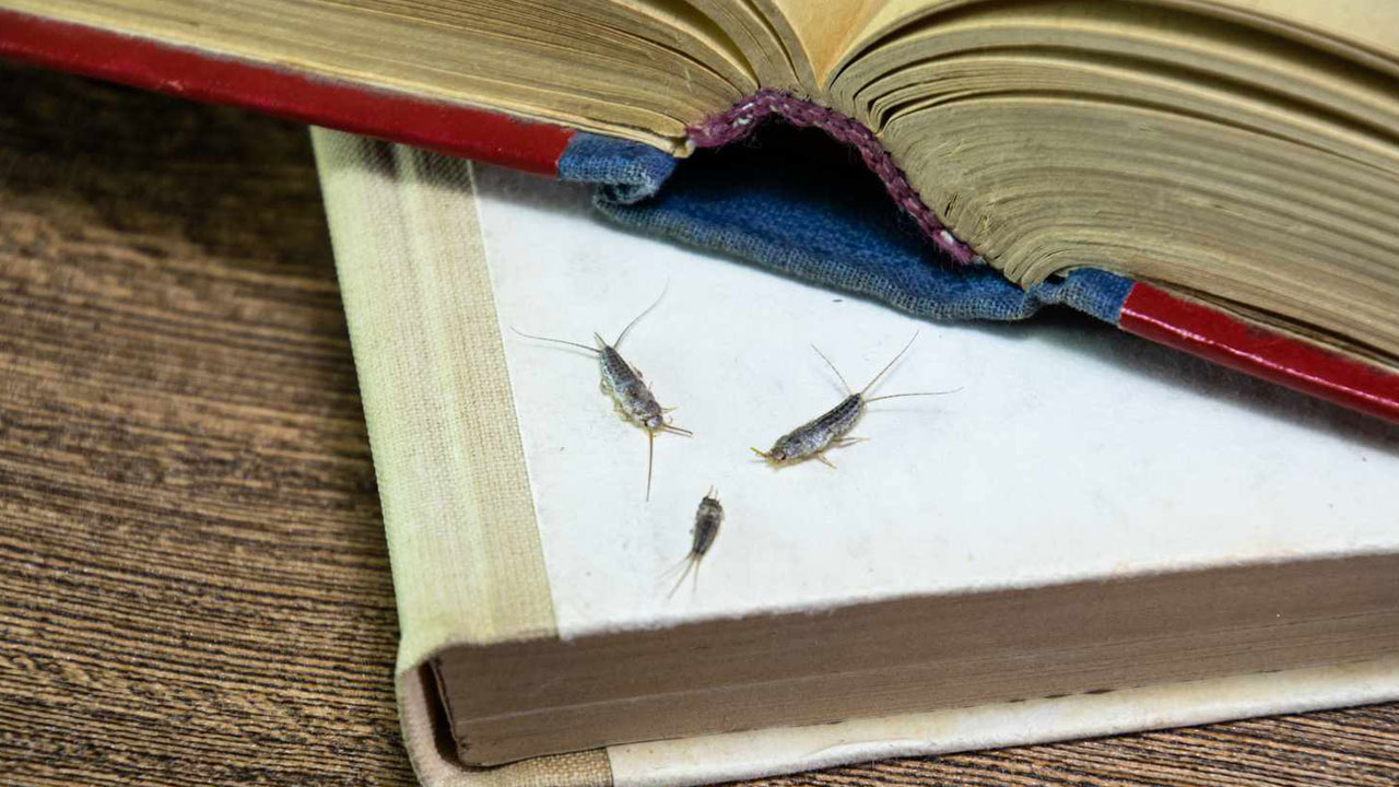 Evlerin gizli misafirleri... Geceleri ortaya çıkan gümüş böceklerinden kurtulmanın yolları