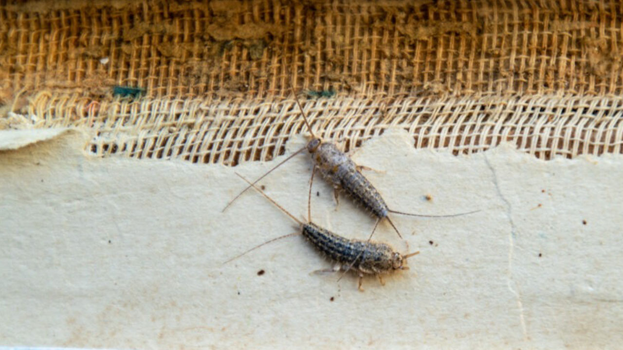 Foto - Evlerin gizli misafirleri... Geceleri ortaya çıkan gümüş böceklerinden kurtulmanın yolları