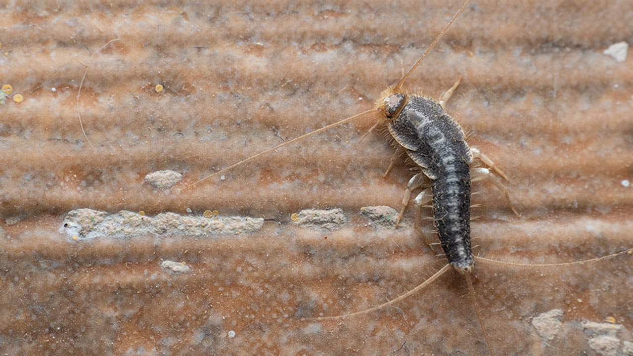 Foto - Evlerin gizli misafirleri... Geceleri ortaya çıkan gümüş böceklerinden kurtulmanın yolları