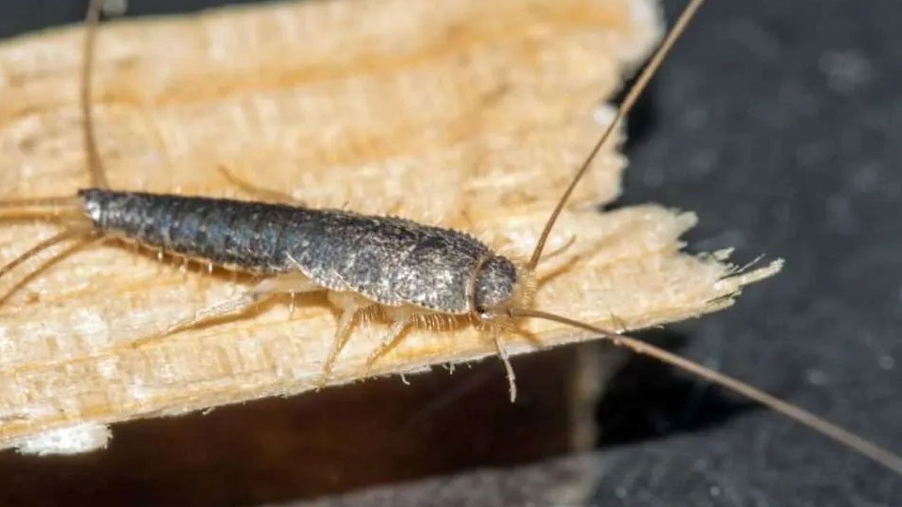Foto - Evlerin gizli misafirleri... Geceleri ortaya çıkan gümüş böceklerinden kurtulmanın yolları